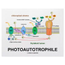 Photoautrophile (Photosynthesis)