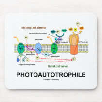 Photoautrophile (Photosynthesis)