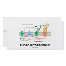 Photoautrophile (Photosynthesis)