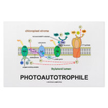 Photoautrophile (Photosynthesis)