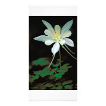 Photocard / Rocky Mountain Columbine