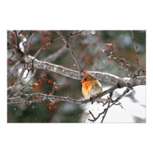 Photograph - Female Cardinal in Snow