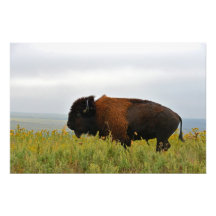 Photograph - Large Male Buffalo Running
