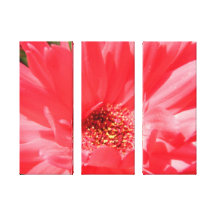 Photograph of a pink Gerber Daisy Gallery Wrap Canvas