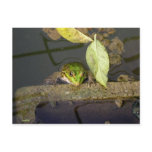Photograph of frog watching