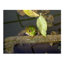 Photograph of frog watching postcard