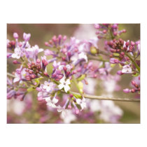 Photograph of Spring Lilac Blossoms