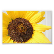 Photograph of Sunflower