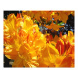 Photographic Art Prints Orange Rhodies Flowers