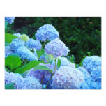 Photographic Canvas Prints Blue Hydrangea Flowers photography