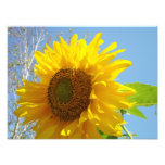 Photographic Floral prints Sunflowers Blue Sky photography