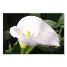 Photographic Print Cala Lily