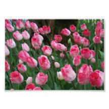 Photographic Print Pink Tulips