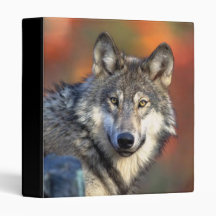 Photographie de loup