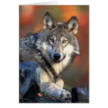 Photographie de loup carte