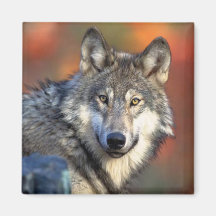 Photographie de loup magnets pour réfrigérateur