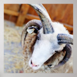 Photographie de moutons de Jacob Poster