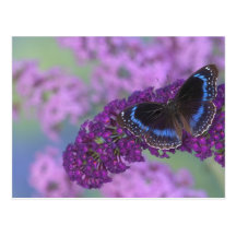 Photographie de Sammamish Washington de papillon s Carte Postale