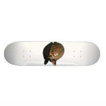 Photographie de tortue de boîte de la Floride avec Plateau De Skate