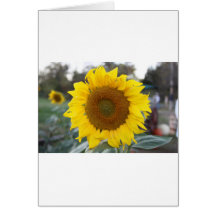 Photographie de tournesol carte de vœux