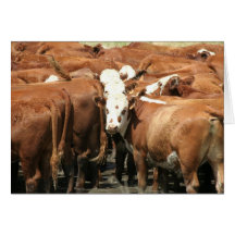 Photographie de vache cartes de vœux