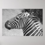 Photographie de zèbre posters