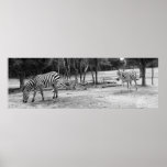 Photographie de zèbres affiche