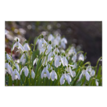 Photographie ensoleillée de perce-neiges
