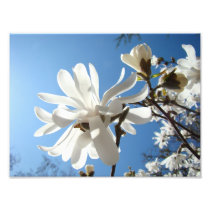 Photography art prints Blue Sky Magnolia Flowers