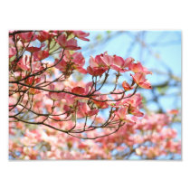 Photography art prints Pink Dogwood Floral Flowers