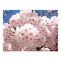 Photography Fine Art Prints Pink Tree Blossoms