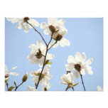 Photography Floral art prints Magnolia Flowers photography