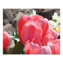 Photography Floral Art Prints Pink Tulip Flowers