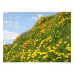 Photography floral prints Orange Poppy Flowers photography