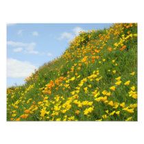 Photography floral prints Orange Poppy Flowers