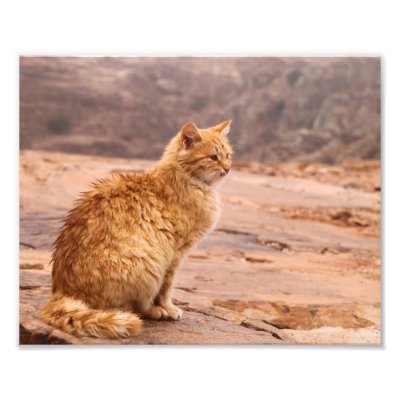 Photography of ginger Cat Photo by claudiaf65