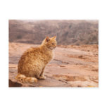 Photography of ginger cat Postcard