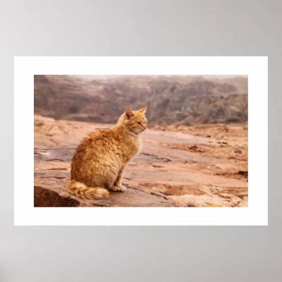 Photography of ginger Cat Poster by claudiaf65