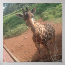 photos de girafe à vendre affiche