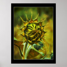 Photosinthesis - Poster