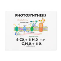 Photosynthesis (Carbon Dioxide + Water)