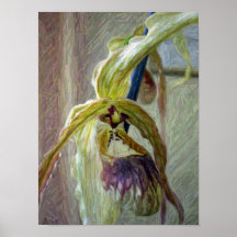 Phragmipedium caudatum - Print