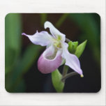 Phragmipedium Orchid Mouse Pad