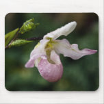 Phragmipedium Orchid Mousepad
