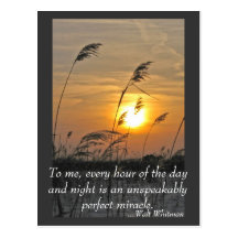 phragmities at sunset postcard