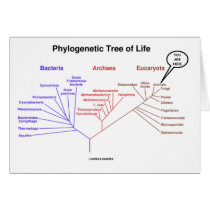 Phylogenetic Tree Of Life - You Are Here (Biology)