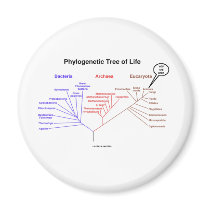 Phylogenetic Tree Of Life - You Are Here (Biology)