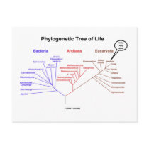 Phylogenetic Tree Of Life - You Are Here (Biology)