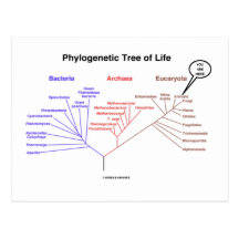 Phylogenetic Tree Of Life - You Are Here (Biology) Postcard