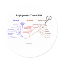 Phylogenetic Tree Of Life - You Are Here (Biology)